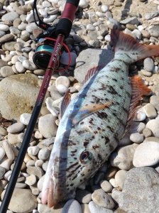 RODS a INSHORE For Spinning Reel