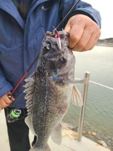 BOCA CASTING & S.L.J JIG 10g